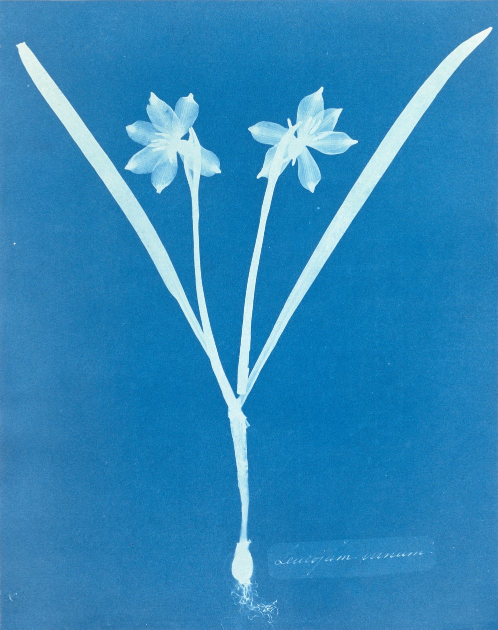 Leucojam Varium von Anna Atkins von Anna Atkins