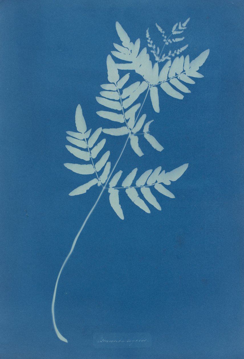 Osmunda Rigalis (Australien) von Anna Atkins