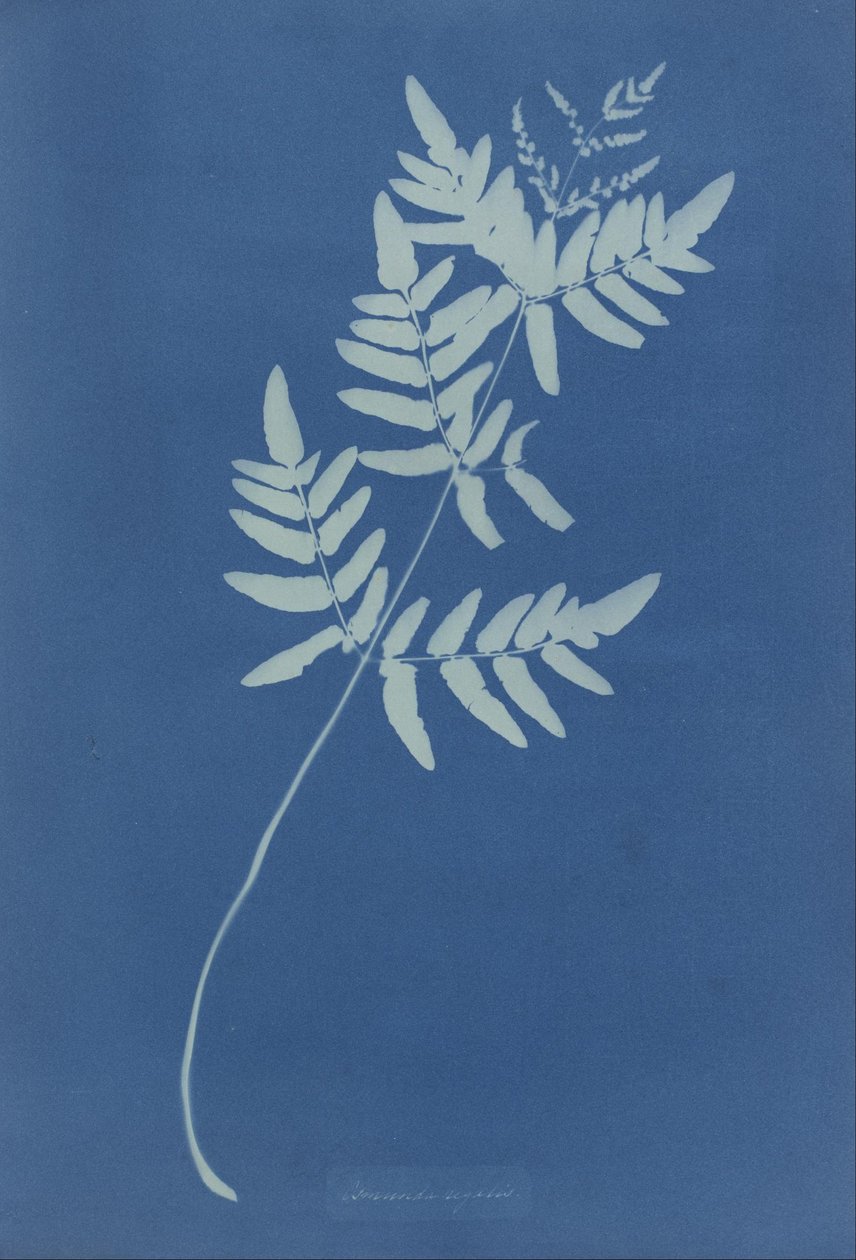 Osmunda Rigalis (Australien) von Anna Atkins
