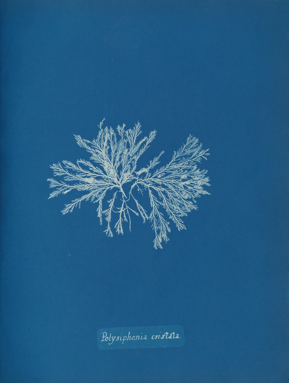 Polysiphonia cristata, ca. 1853 von Anna Atkins