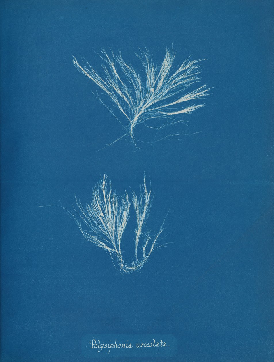 Polysiphonia urceolata, ca. 1853 von Anna Atkins