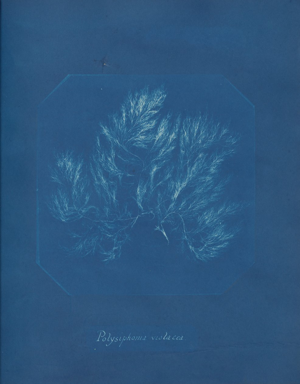 Polysiphonia violacea, ca. 1853 von Anna Atkins