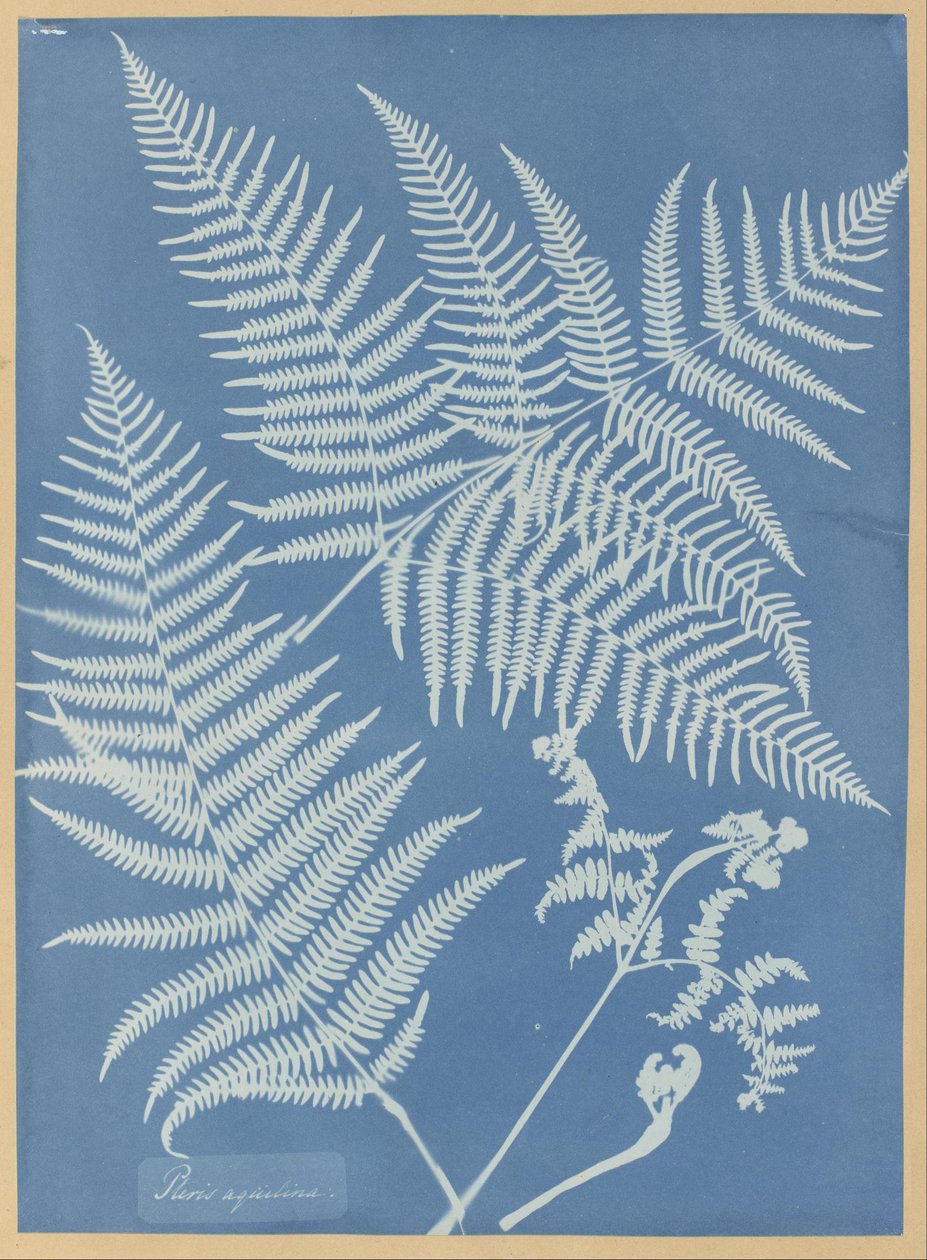 Pteris aquilina von Anna Atkins