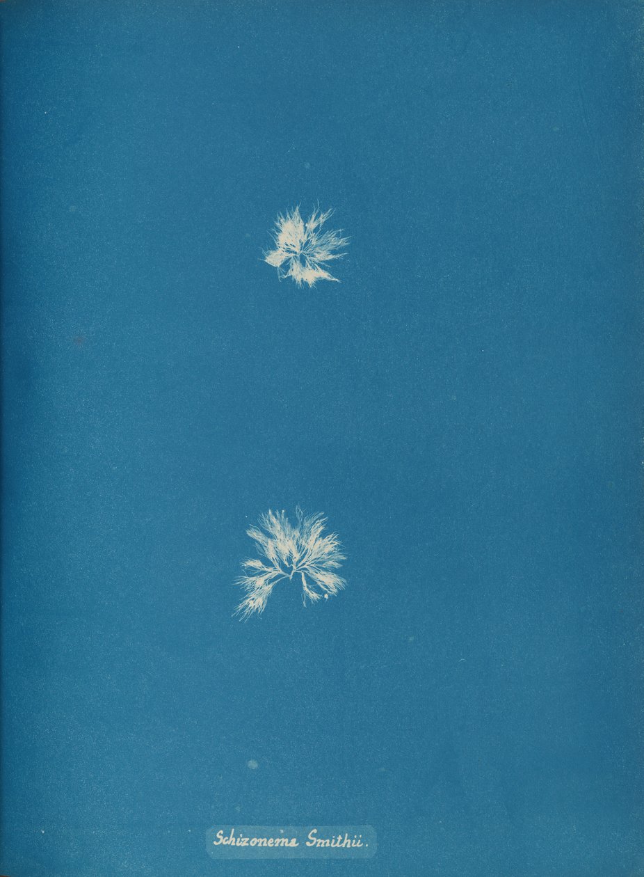 Schizonema Smithii, ca. 1853 von Anna Atkins