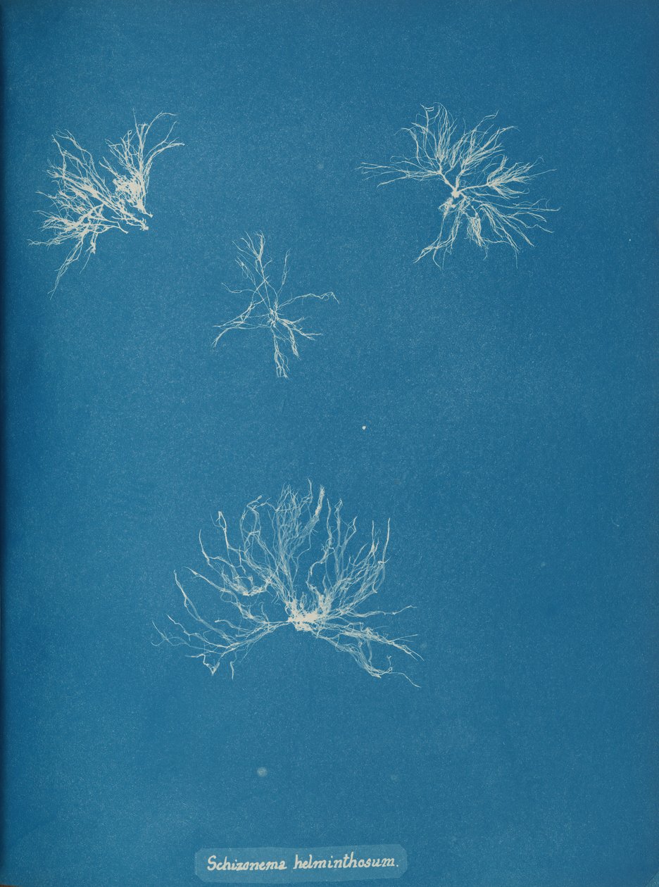 Schizonema helminthosum, ca. 1853 von Anna Atkins