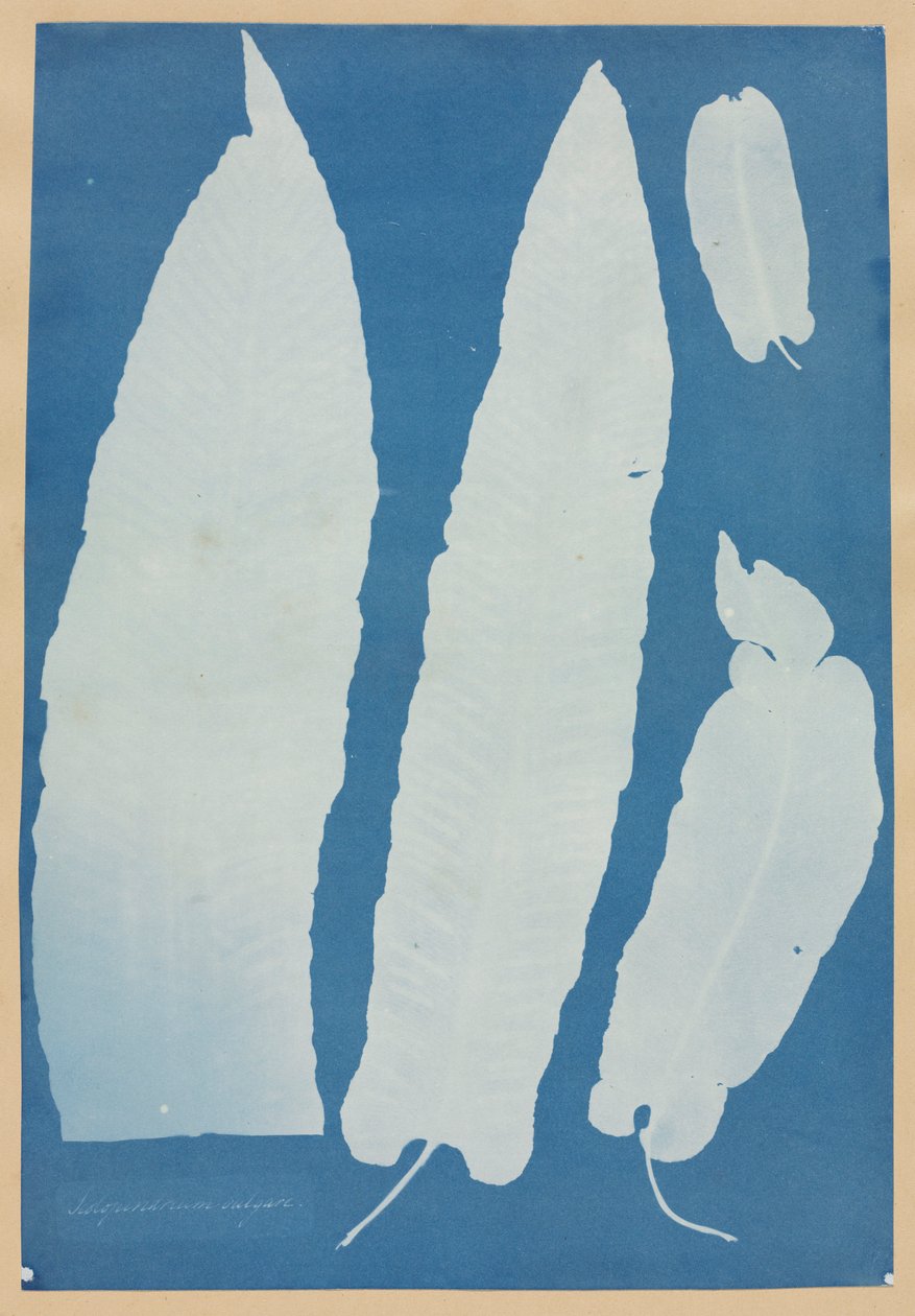 Scolopendrium Vulgare, 1852-1854 von Anna Atkins
