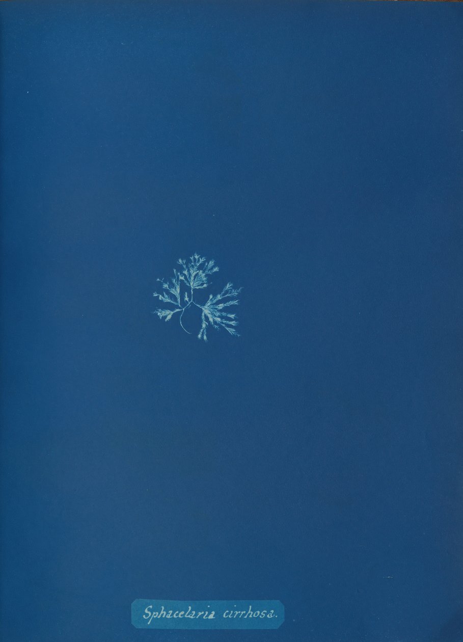 Sphacelaria cirrhosa, ca. 1853 von Anna Atkins