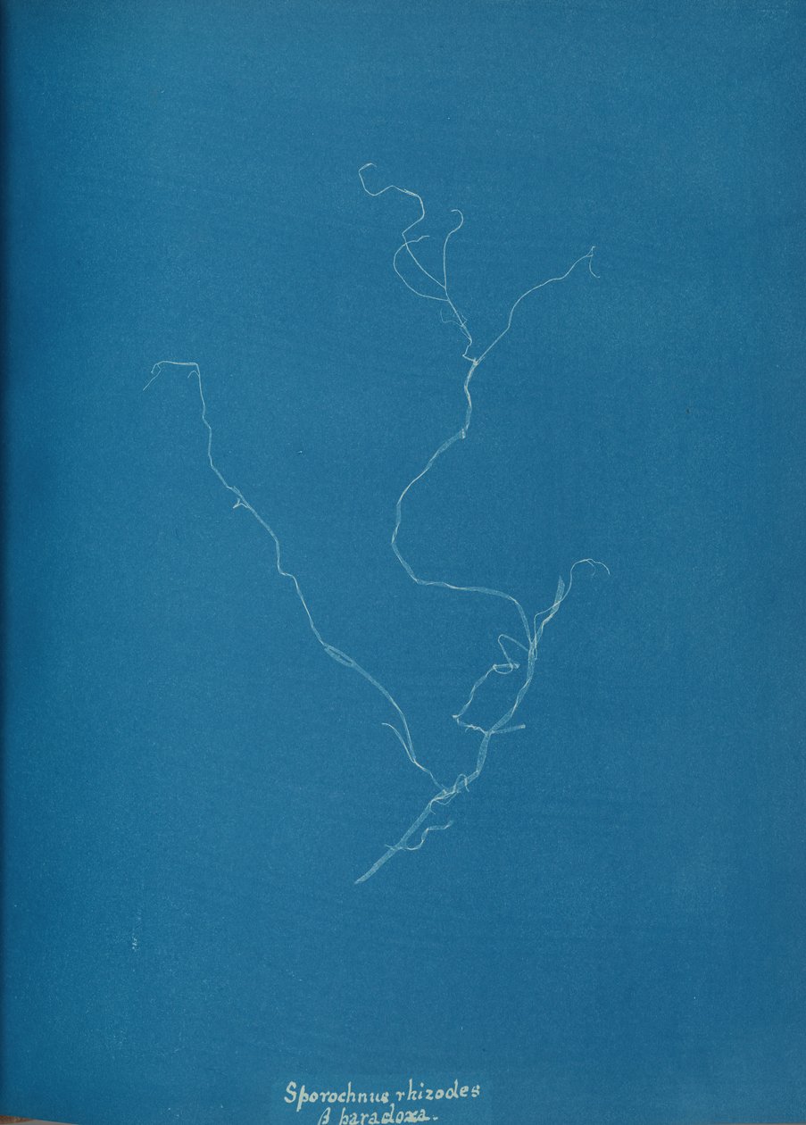 Sporochnius rhizodes ß paracloxa von Anna Atkins