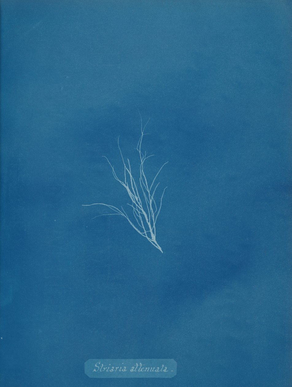 Striaria attenuata, ca. 1853 von Anna Atkins
