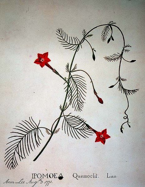 Zypressenwinde: Ipomoea quamoclit von Anna Lee