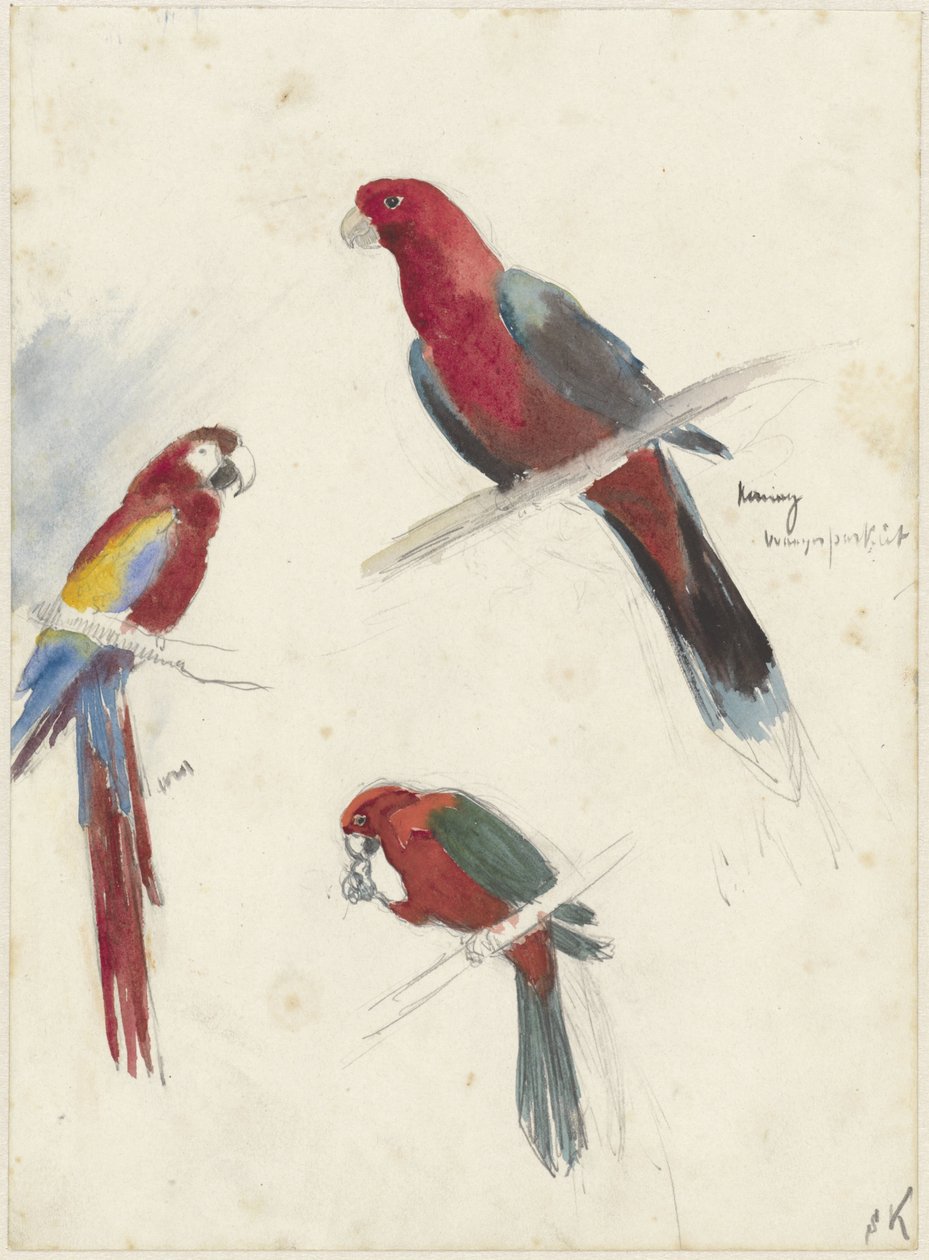 Studien von Papageien von Anna Maria Kruijff