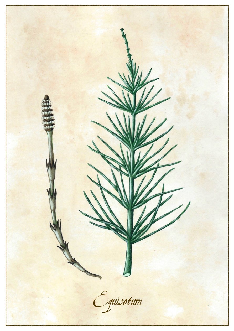 Schachtelhalm, 2015 von Annalisa Morrocco
