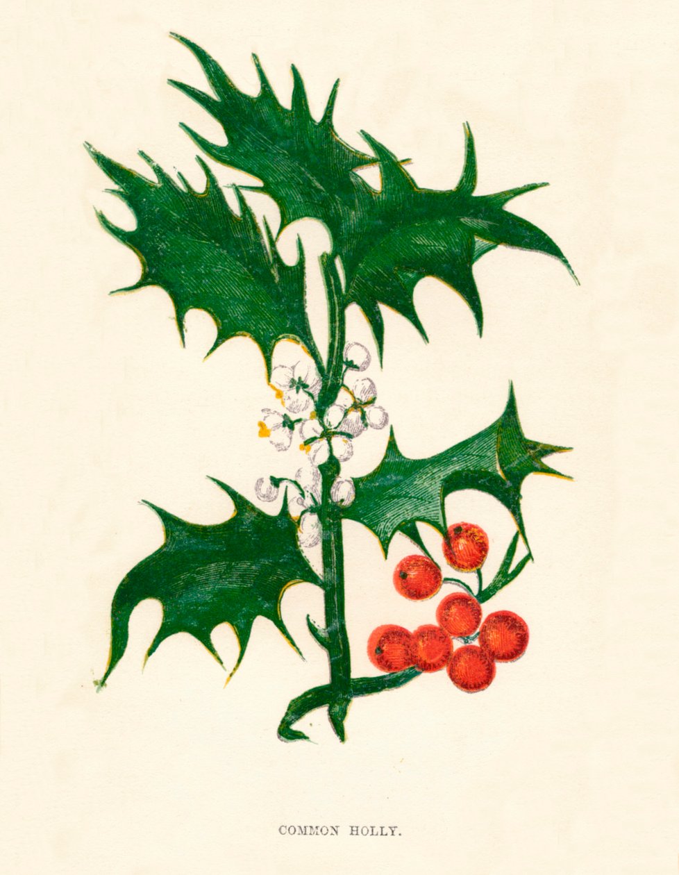 Gewöhnliche Stechpalme, um 1891, 1891 von Anne Pratt