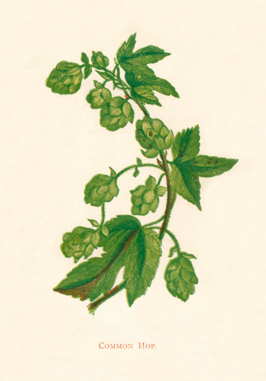 Gemeiner Hopfen, ca. 1891 von Anne Pratt