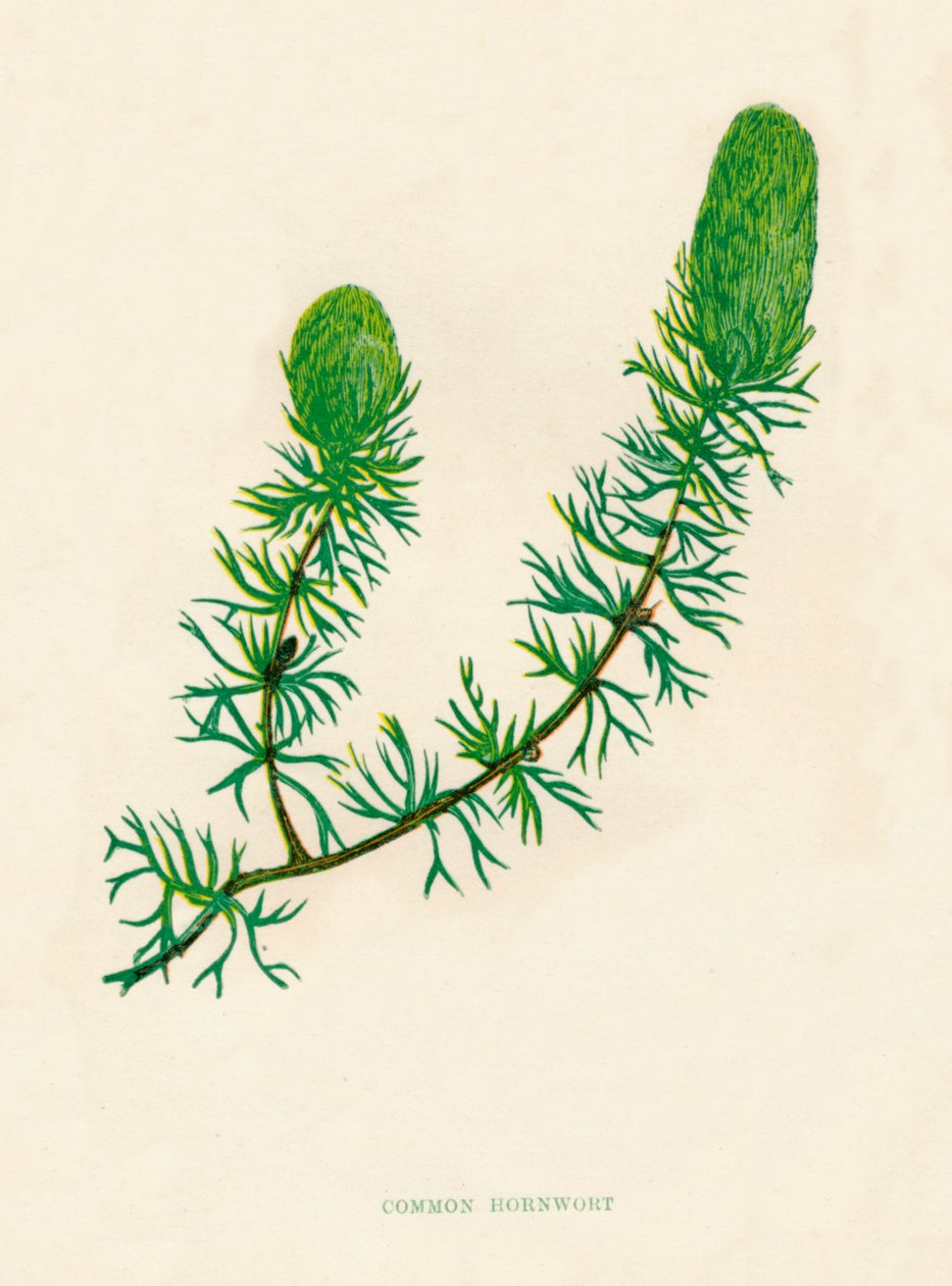 Gemeines Hornkraut, ca. 1891 von Anne Pratt