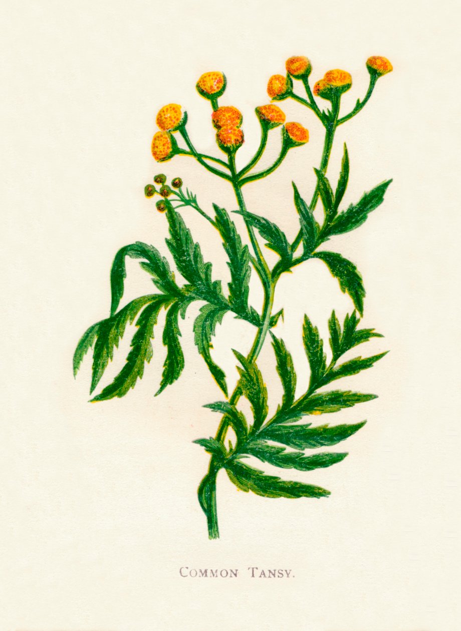 Gemeiner Rainfarn, ca. 1891 von Anne Pratt