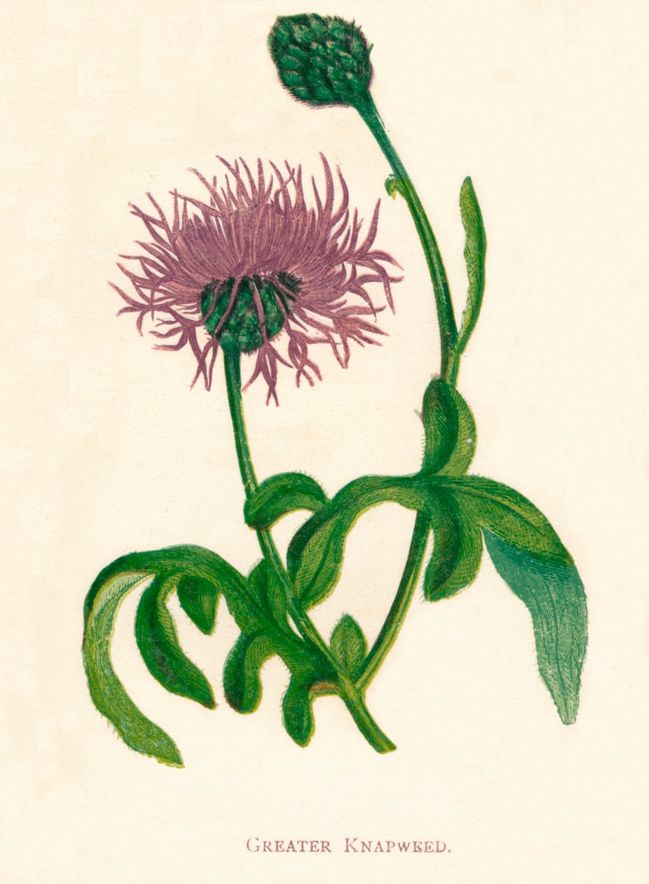 Große Flockenblume, um 1891, 1891 von Anne Pratt
