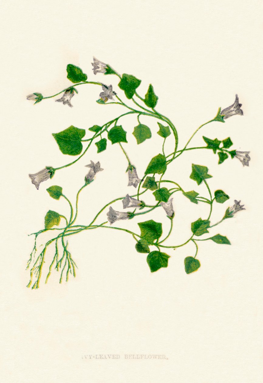 Efeublättrige Glockenblume, ca. 1891 von Anne Pratt
