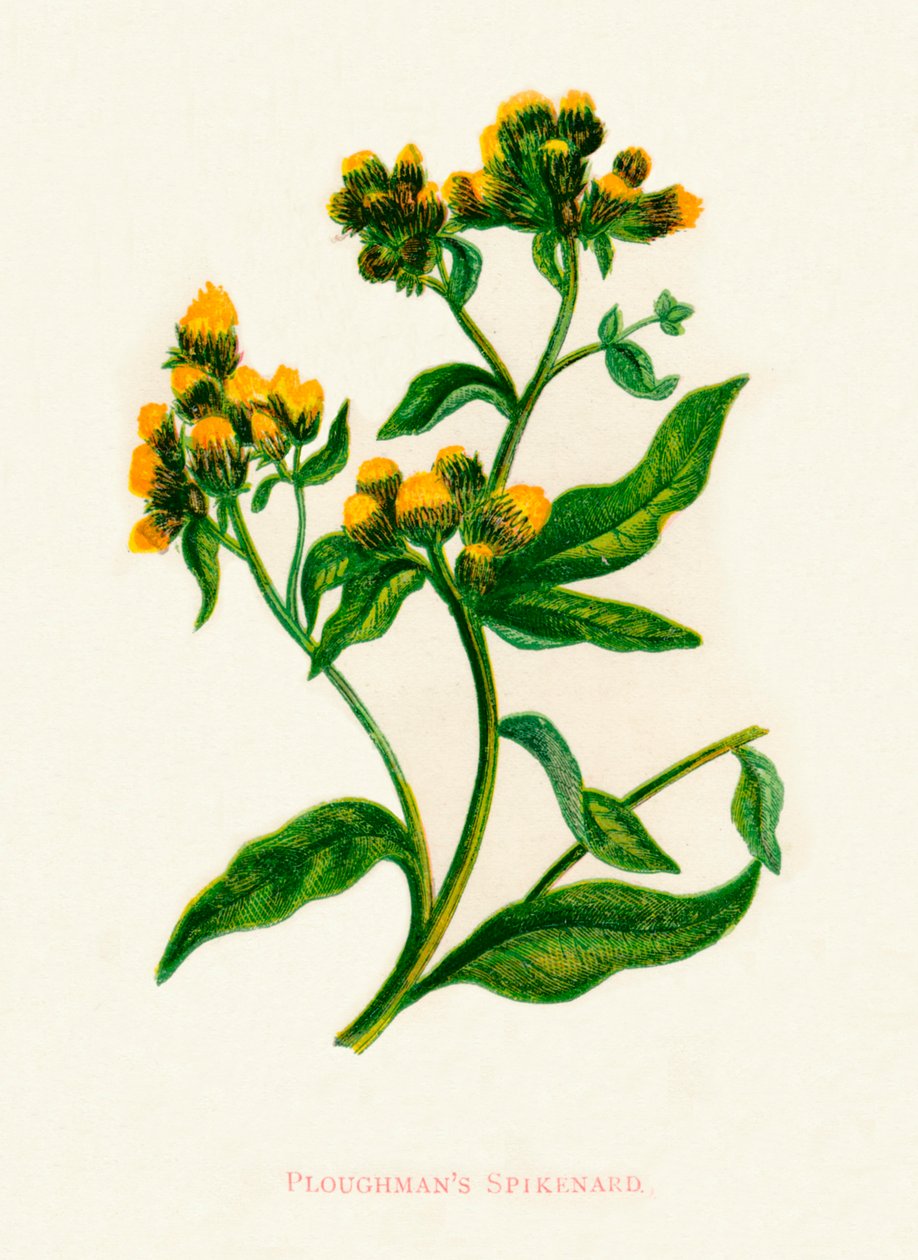 Pflügerspikenard von Anne Pratt