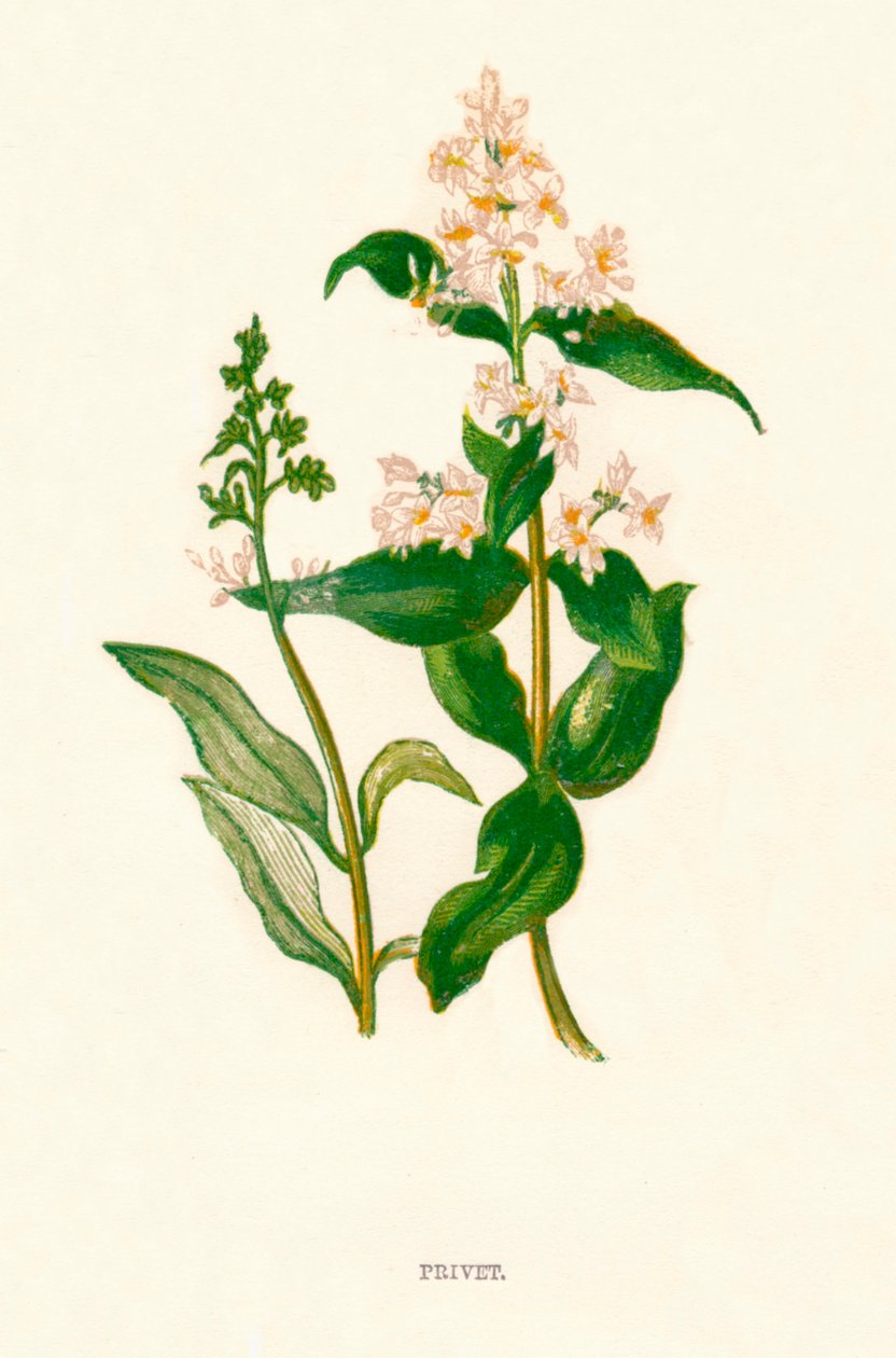 Privet, ca. 1891 von Anne Pratt