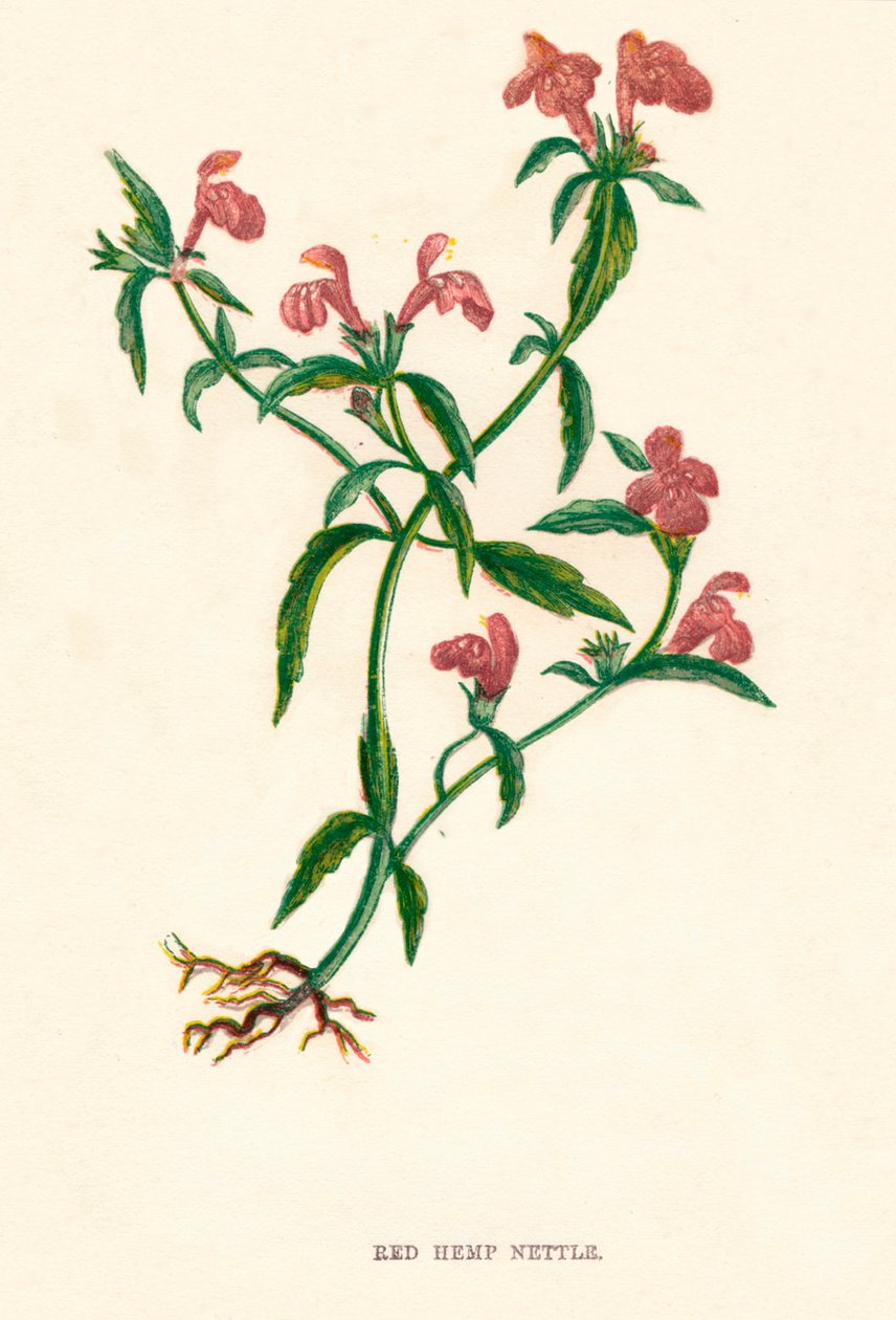 Roter Hanfnessel, um 1891 von Anne Pratt
