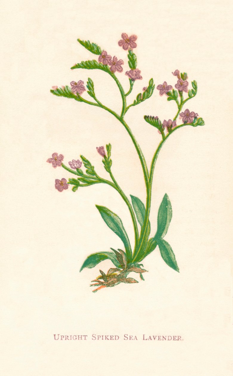 Aufrechter stacheliger Meerlavendel, ca. 1891 von Anne Pratt