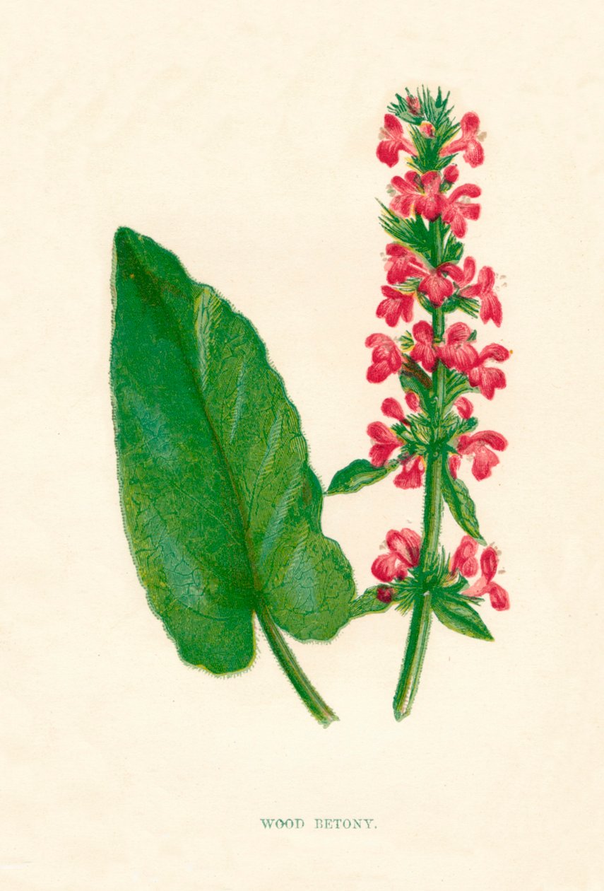 Betonie, ca. 1891 von Anne Pratt