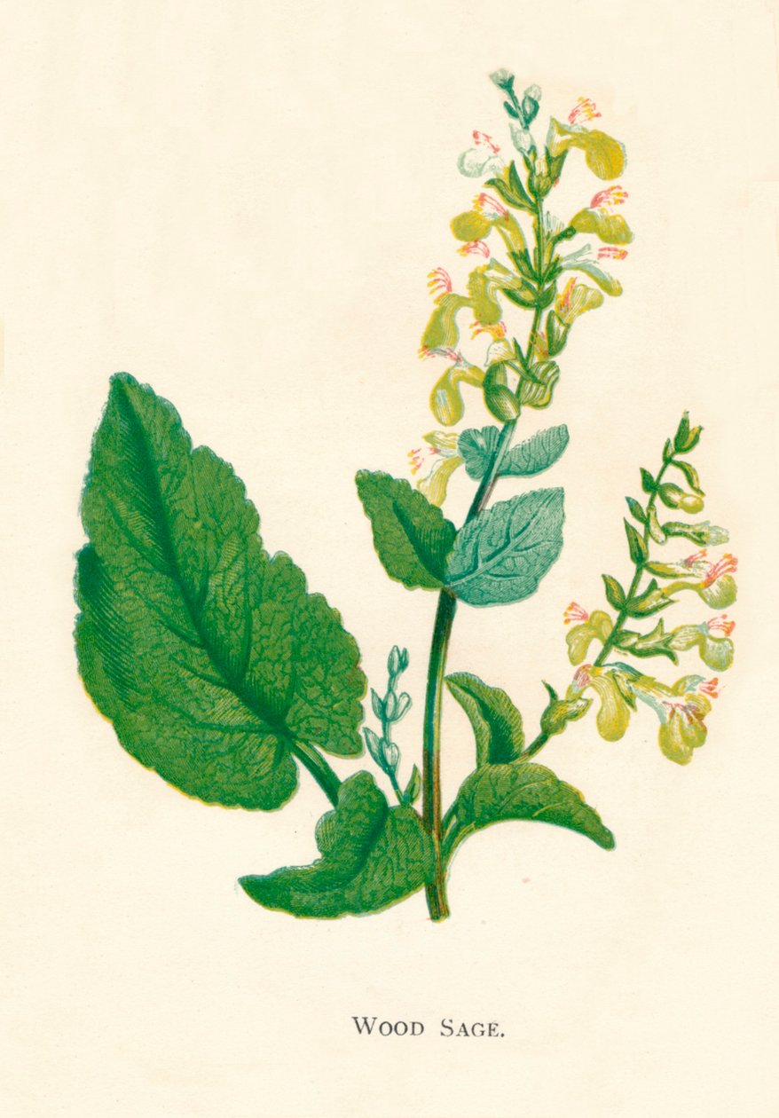 Wald-Salbei, ca. 1891 von Anne Pratt
