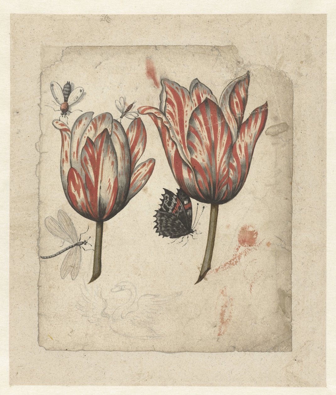 Blatt mit zwei Tulpen und einigen Insekten von Anonymous