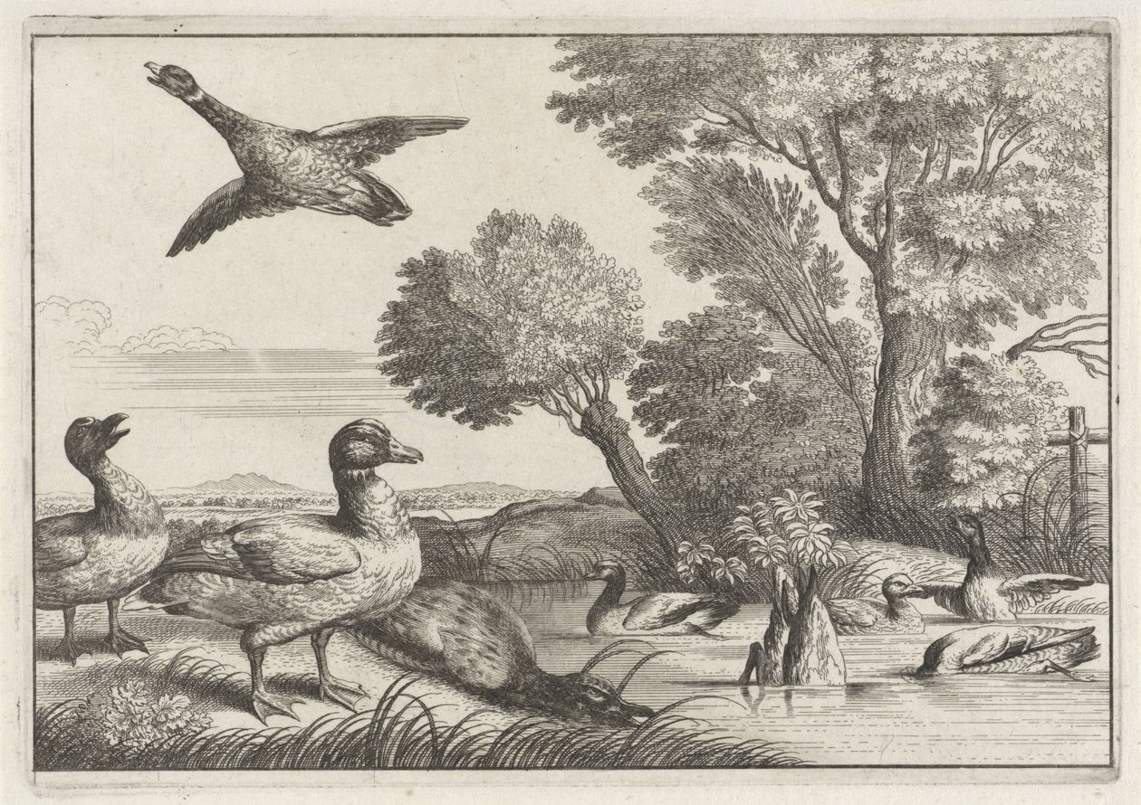 Enten (Verschiedene Vogelarten) von Anonymous