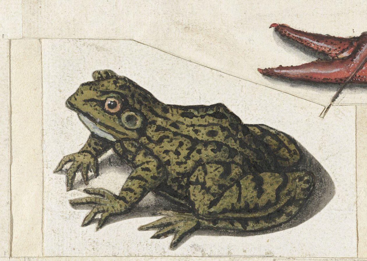 Frosch (Lombard Album) von Anonymous