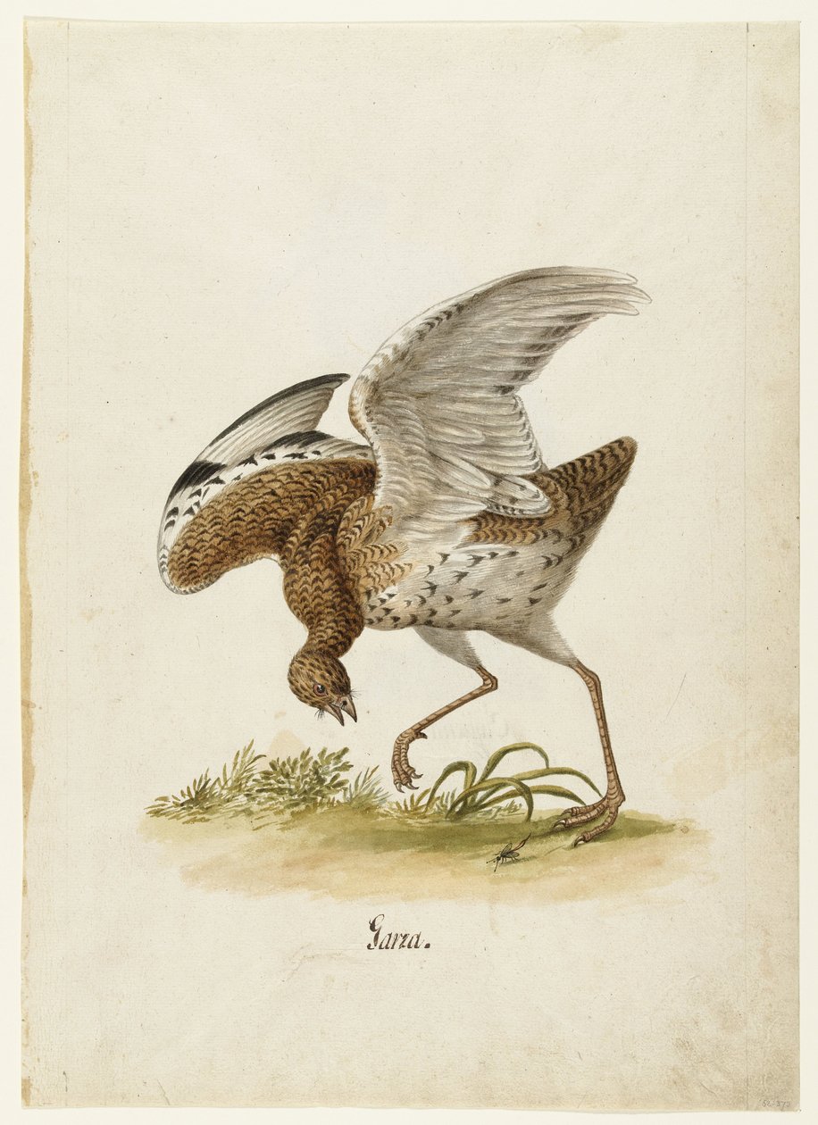 Kleine Trappe (Garza, Lombard Album) von Anonymous
