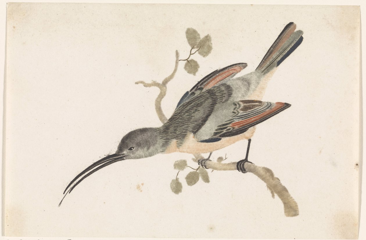 Kolibri auf einem Ast nach links von Anonymous
