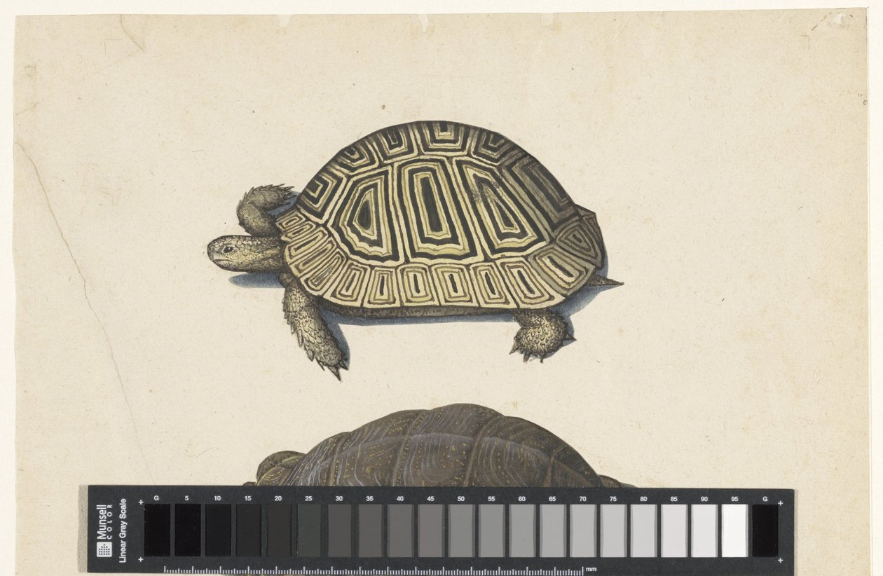 Landschildkröte von Anonymous
