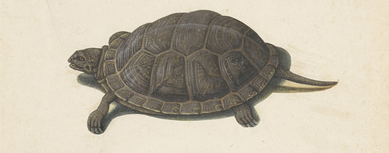 Sumpfschildkröte (Lombard Album) von Anonymous
