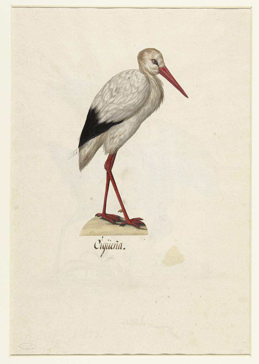 Storch (Cigüeña) (Lombard Album) von Anonymous