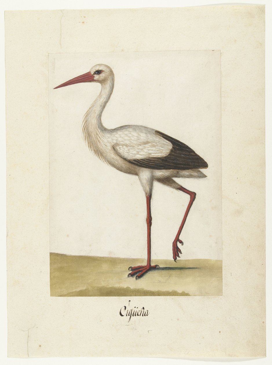 Storch (Lombard Album) von Anonymous