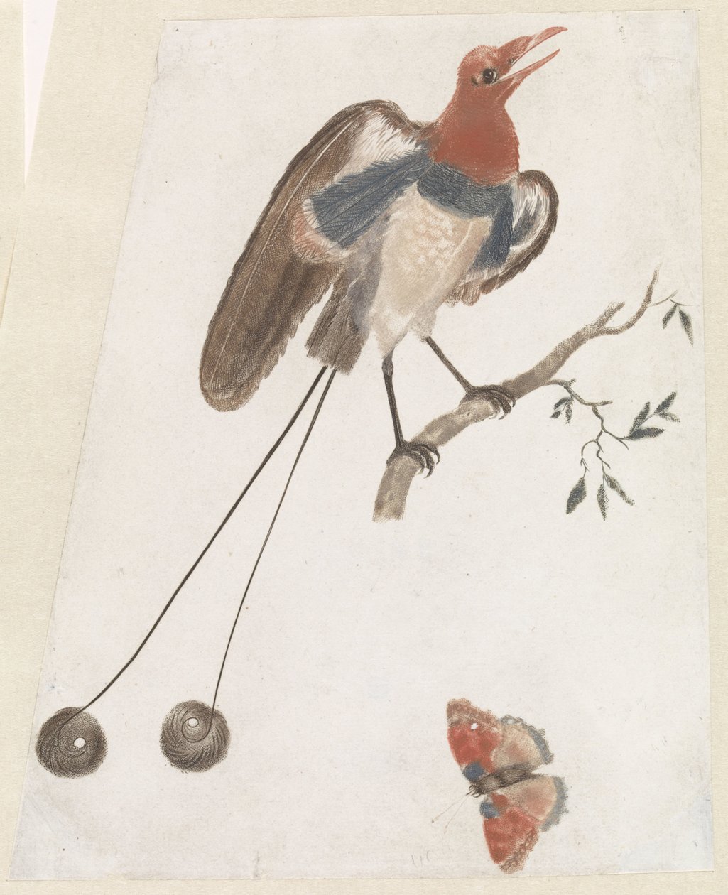 Paradiesvogel und Schmetterling von Anonymous
