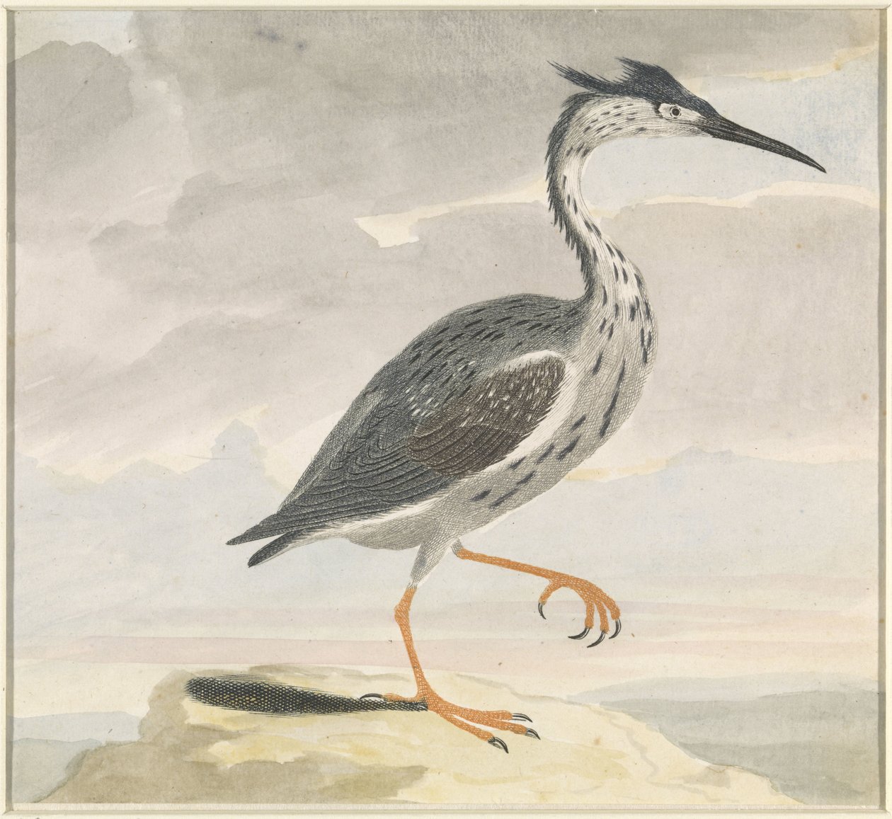 Reiher von Anonymous
