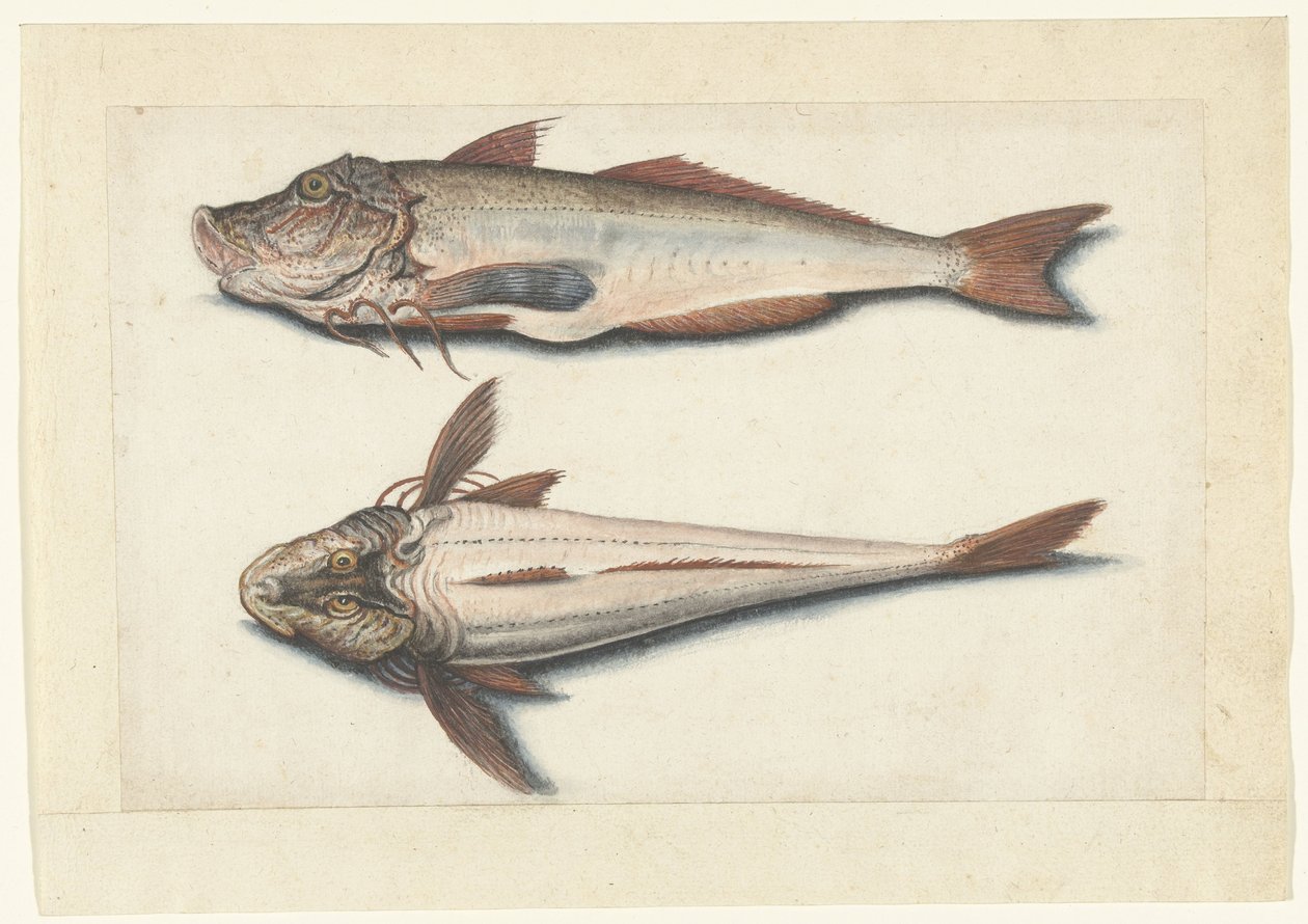 Roter Knurrhahn (Lombard Album) von Anonymous