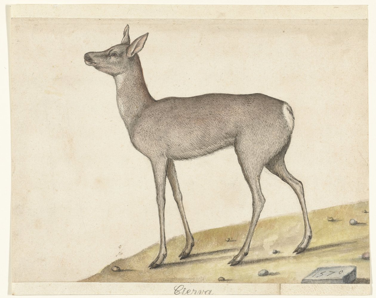 Reh von Anonymous