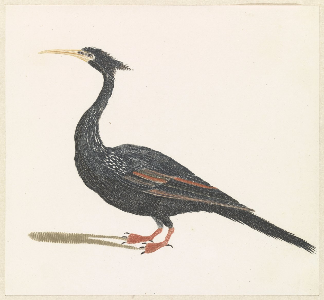 Schlangenhalsvogel von Anonymous