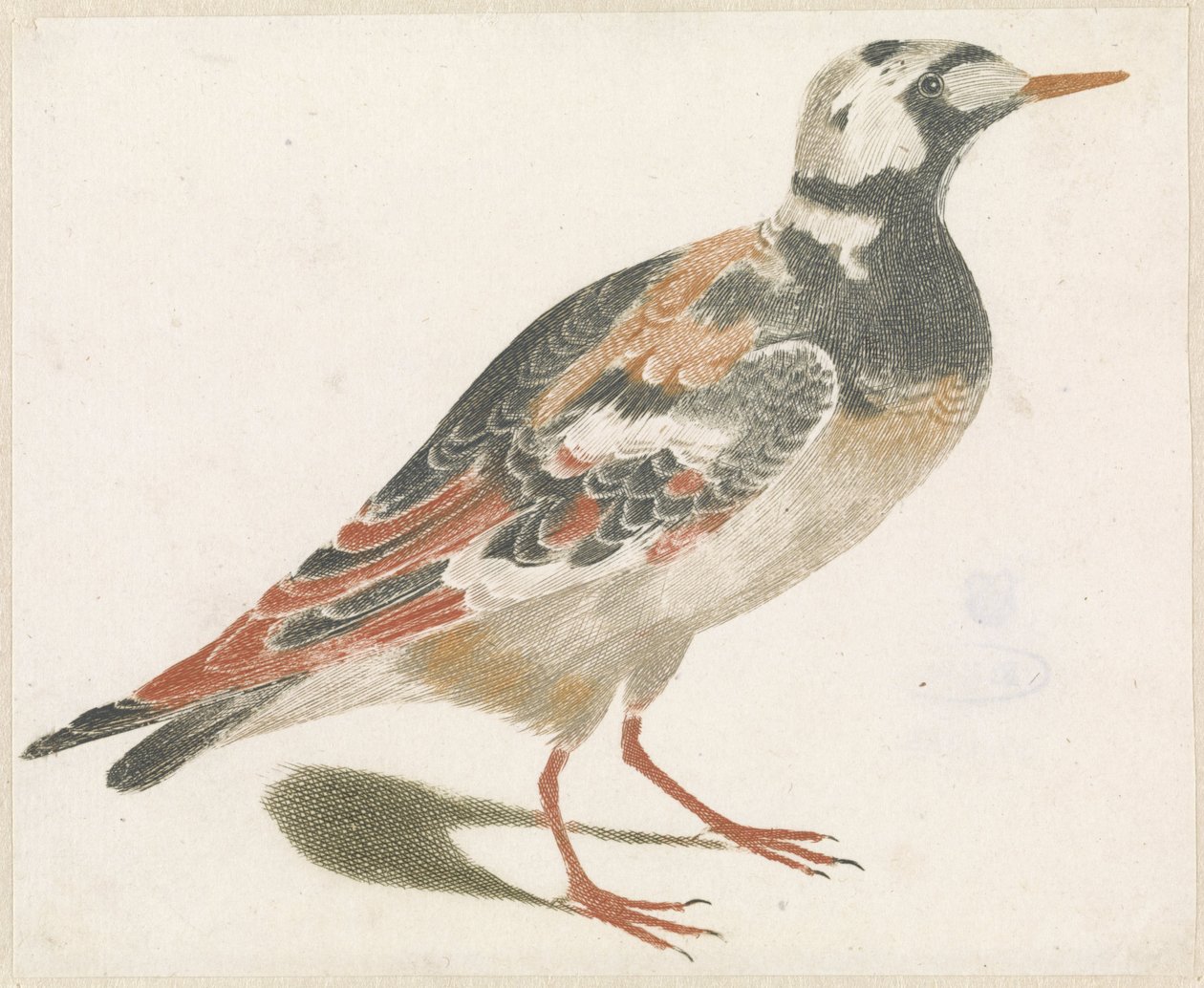 Steinläufer von Anonymous
