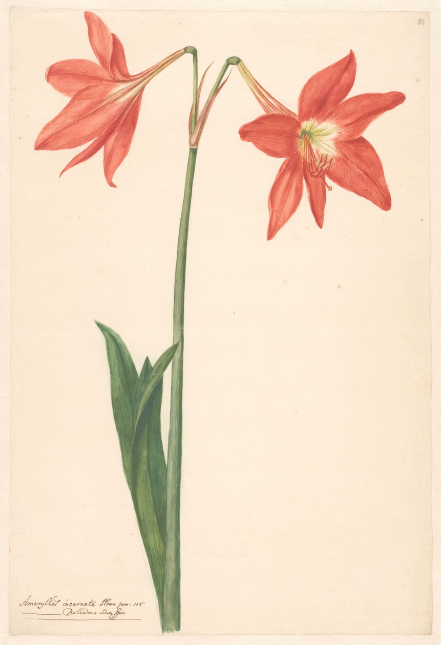 Zweig von roter Amaryllis von Anonymous