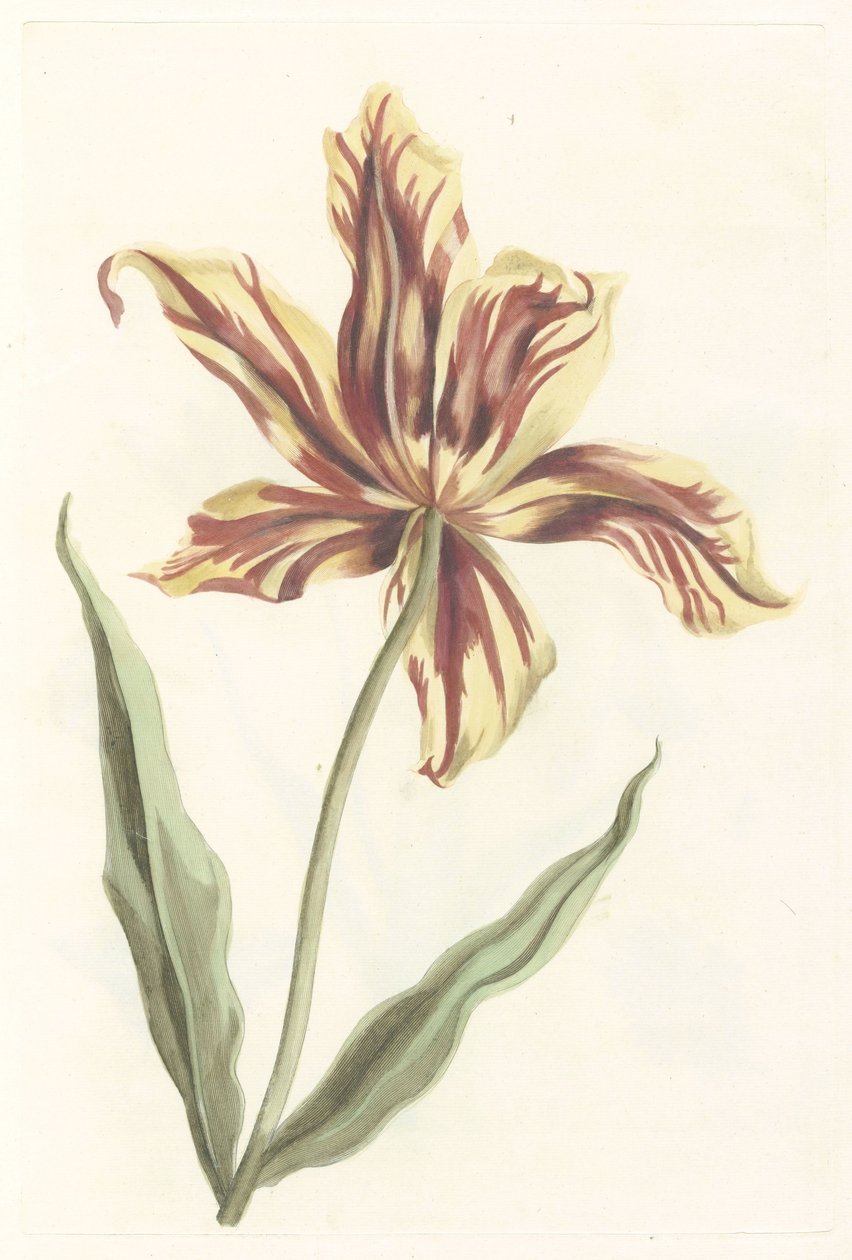 Tulpe von Anonymous