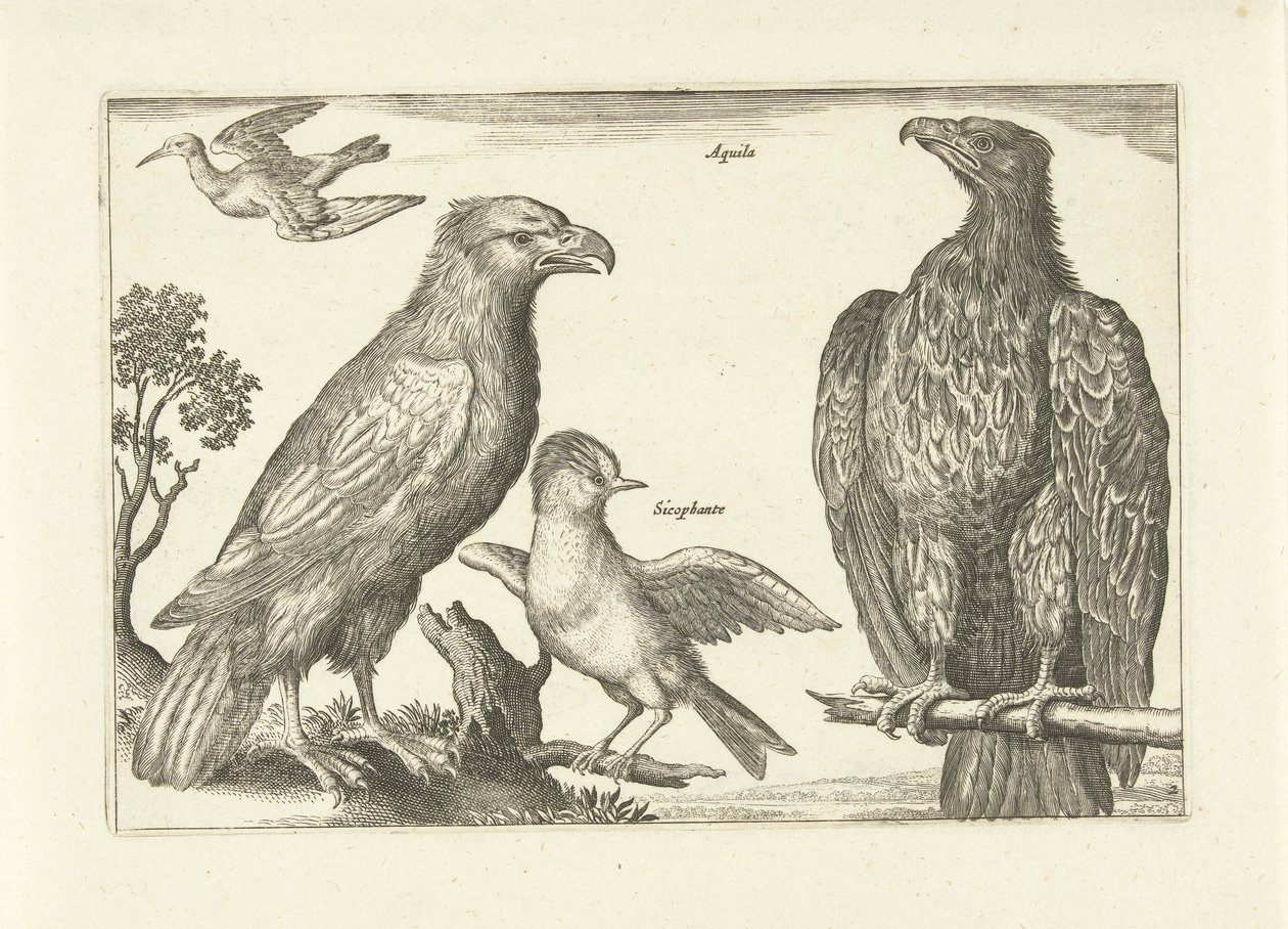Vier Vögel von Anonymous