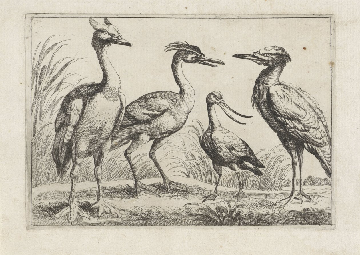Vier Watvögel (Verschiedene Vogelarten) von Anonymous