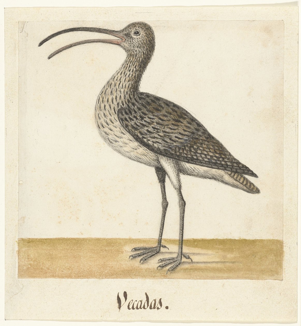 Brachvogel von Anonymous