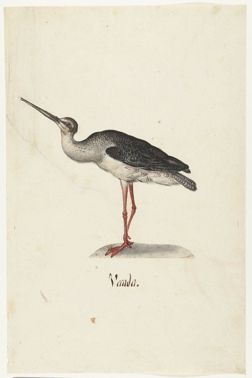 Schwarzer Reiter (Vecada) von Anonymous