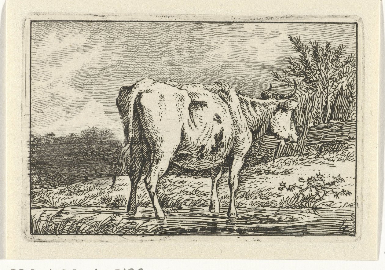 Kuh stehend in einer Pfütze von Anthony Oberman